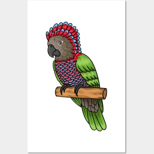 Hawk headed parrot bird cartoon illustration Posters and Art